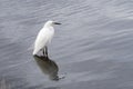 Egret looking for food, California