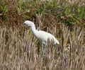 Egret looking for insects in field grass Royalty Free Stock Photo