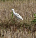 Egret looking for insects in field grass water Royalty Free Stock Photo