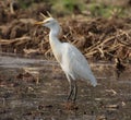 Egret looking for insects in field grass water Royalty Free Stock Photo