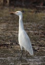 Egret looking for insects in field grass water Royalty Free Stock Photo