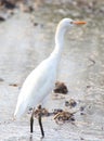 Egret looking for insects in field grass water Royalty Free Stock Photo