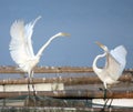 Egret love Royalty Free Stock Photo