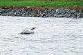 An wild egret is hunting in the river. Royalty Free Stock Photo