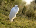 Egret at nearby park Royalty Free Stock Photo