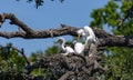 Egret Nestlings Almost Big Enough to Leave Royalty Free Stock Photo