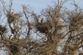 Egret nests in tree