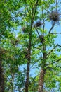 Egret Nests in Trees