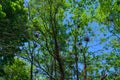 Many Egret Nests