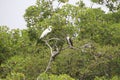 An Egret and an Osprey Royalty Free Stock Photo