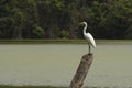 An Egret over a Lake