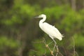 Egret perched on top of Tree Royalty Free Stock Photo