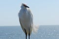 Egret on the Pier at Caswell Beach