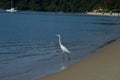 The egret Royalty Free Stock Photo