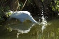 Egret plunging its head into water with a splash, Florida.