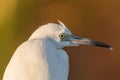Egret portrait Royalty Free Stock Photo