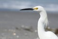 Egret Potrait Royalty Free Stock Photo