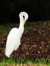 Egret Preening Royalty Free Stock Photo