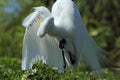 Egret preening its wing feathers in a swamp in Florida. Royalty Free Stock Photo