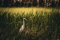 Egret in the Reed Bed Royalty Free Stock Photo