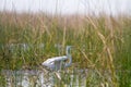 Egret in the reeds Royalty Free Stock Photo