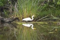 Egret and reflection in the bayou Royalty Free Stock Photo