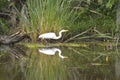 Egret and reflection in the bayou Royalty Free Stock Photo
