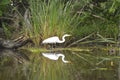 Egret and reflection in the bayou Royalty Free Stock Photo