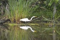 Egret and reflection in the bayou Royalty Free Stock Photo