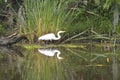 Egret and reflection in the bayou Royalty Free Stock Photo