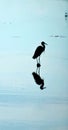 Egret reflection