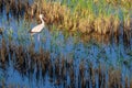 Egret in the rice field Royalty Free Stock Photo