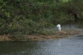 Egret on the river bank watching the water to weigh fish or small animals for food