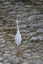 Egret Royalty Free Stock Photo