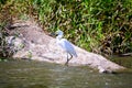 Egret on the river