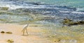 Egret on sea shore Royalty Free Stock Photo