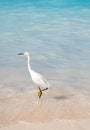 Egret on sea shore Royalty Free Stock Photo