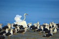 Egret among seagulls at mannar beach Sri Lanka.