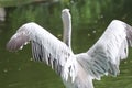 An egret is showing its beautiful back