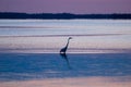 Egret in sound at sunset near Currituck, Outer Banks, North Carolina Royalty Free Stock Photo