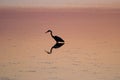 Egret in sound at sunset near Currituck, Outer Banks, North Carolina Royalty Free Stock Photo