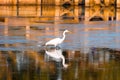 Egret in sound at sunset near Currituck, Outer Banks, North Carolina Royalty Free Stock Photo