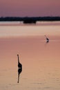 Egret in sound at sunset near Currituck, Outer Banks, North Carolina Royalty Free Stock Photo