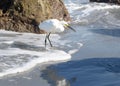 An Egret Catches Another Small Marine Animal Just North of the Boca Inlet