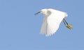 An Egret Flies to Another Bountiful Fishing Spot Along the Boca Raton, Florida Shoreline Royalty Free Stock Photo