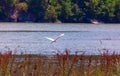 Egret with spread wings