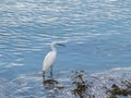 Egret standing on a boardwalk fishing in daylight egretta garzetta