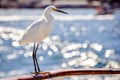 Egret standing on boat railing