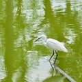 Egret standing with calm still waiting to catch fish