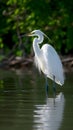 Egret standing calmly, poised for fishing, tranquil nature scene